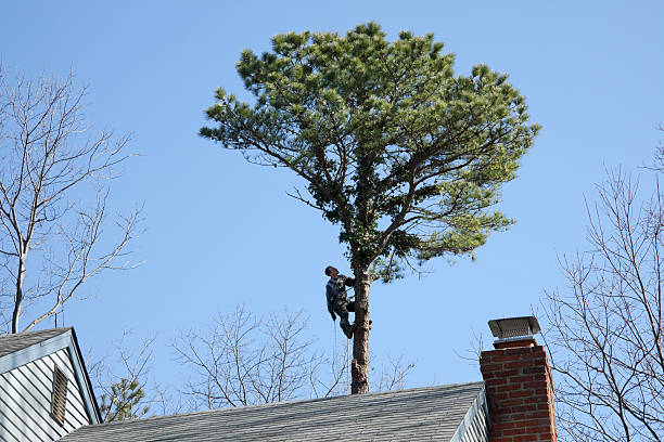  Muenster, TX Tree Services Pros